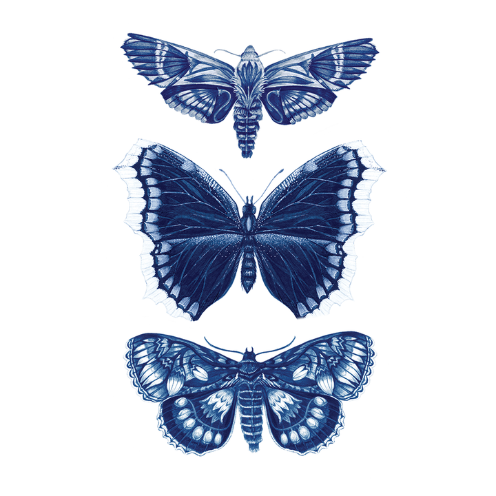 Sapphire Moths Tattly Temporary Tattoos