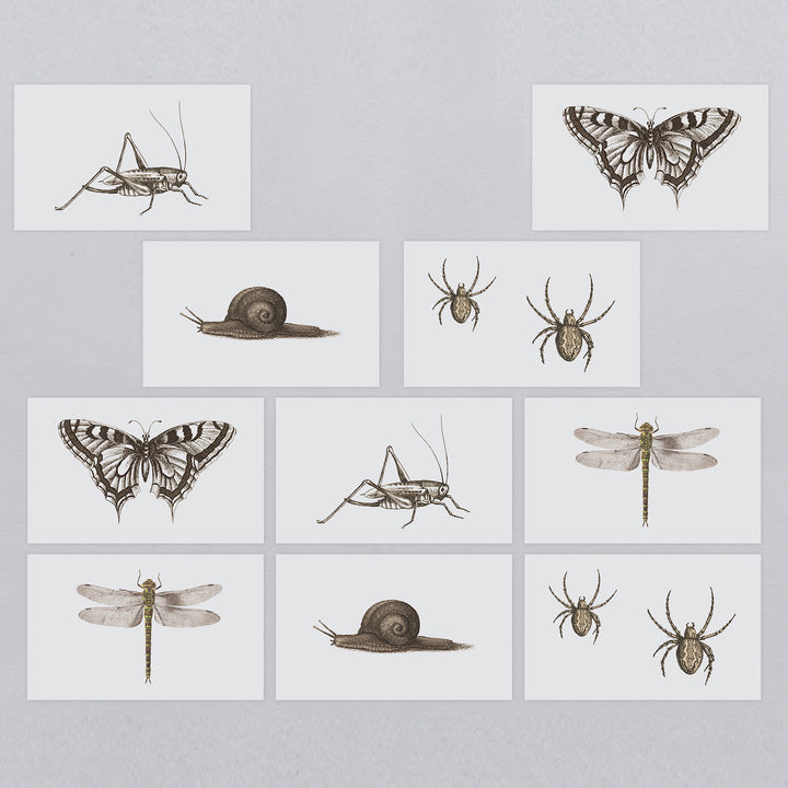 Insects Tattly Temporary Tattoos Tiny Tin