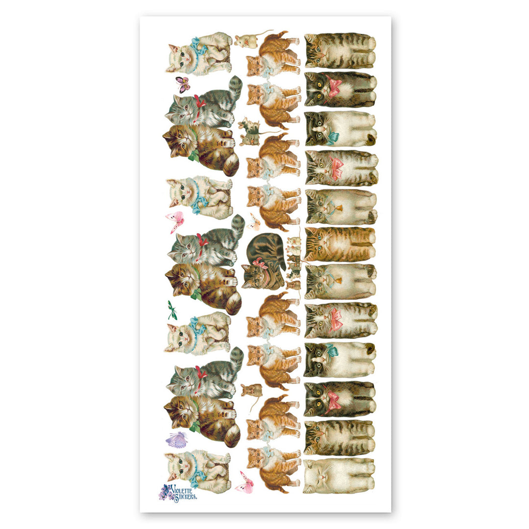 Rows of Cats