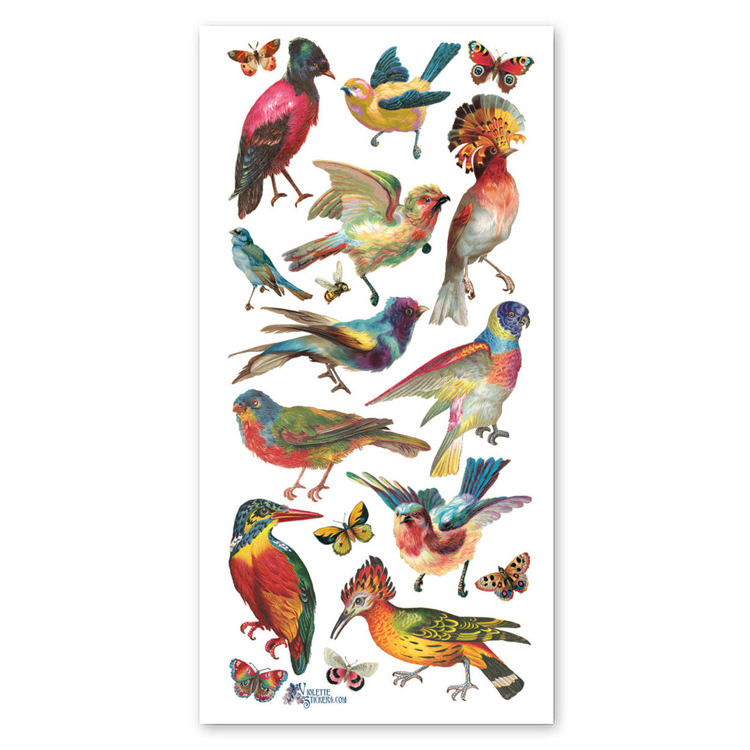 Tropical Birds