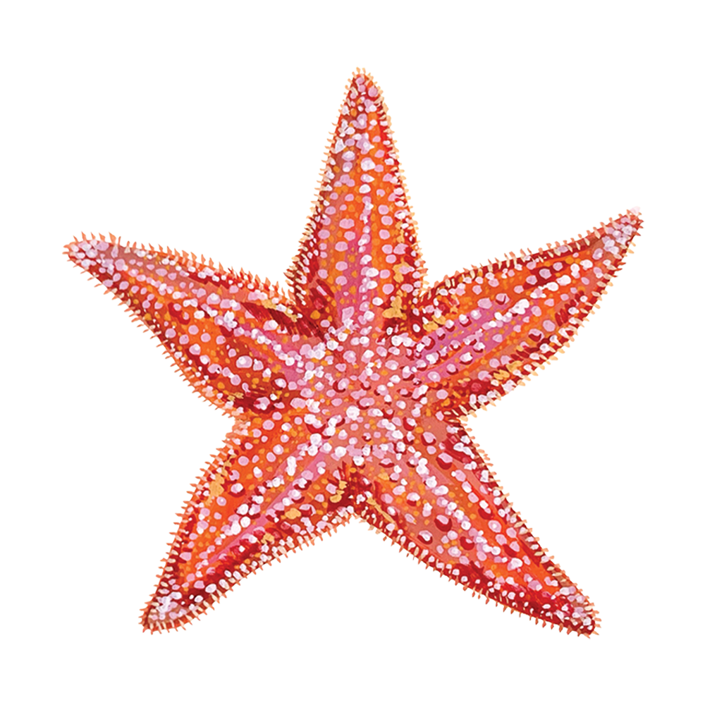 Starfish Tattly Temporary Tattoos