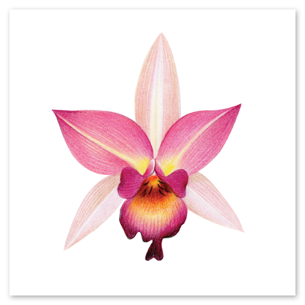 Pink Orchid Tattly Temporary Tattoos