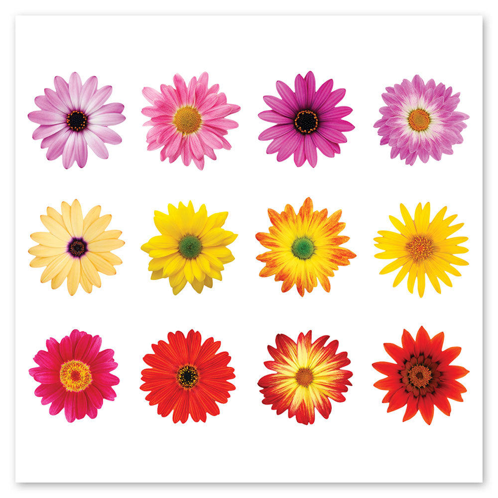 Gerbera Daisy Stickers