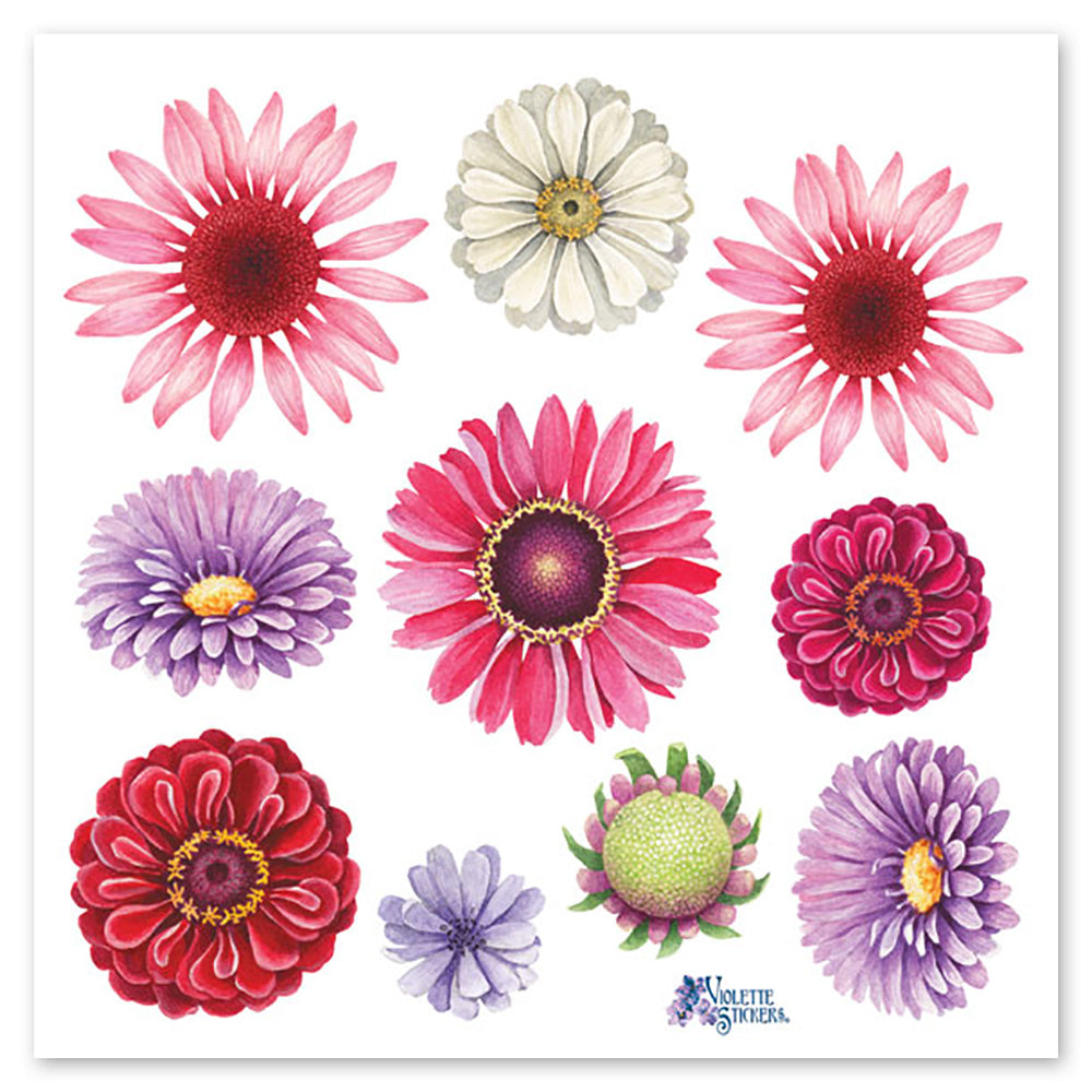 Gerberas