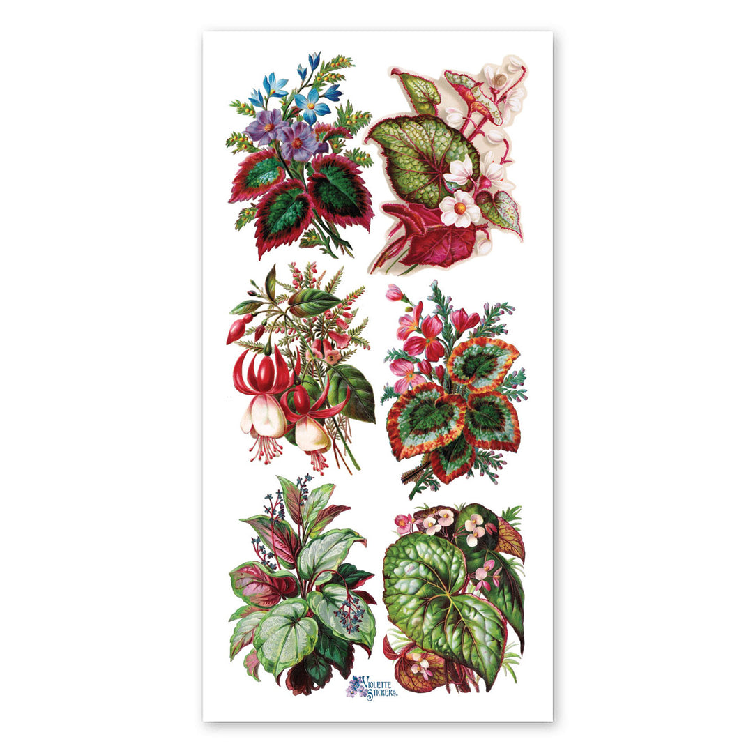 Exotic Plants