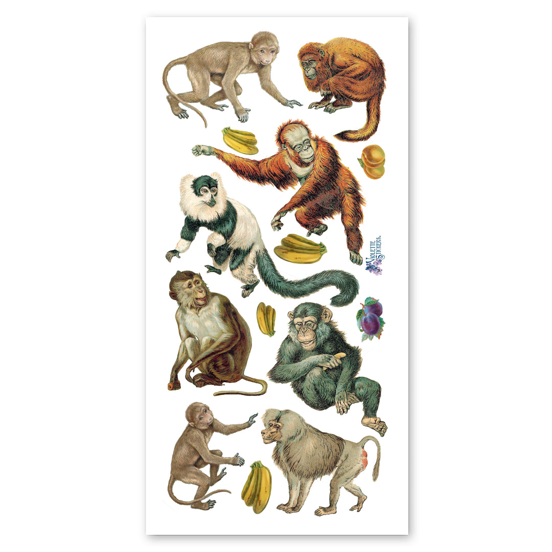 Apes & Monkeys